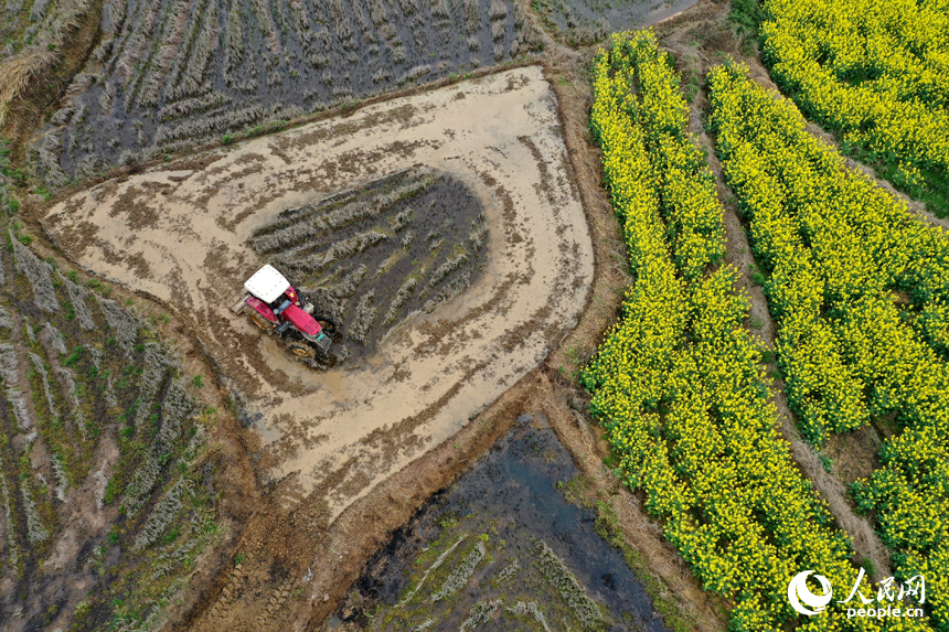 靖安縣仁首鎮的水田裡，農機穿梭翻耕土地，為栽種早稻做准備。人民網記者 時雨攝