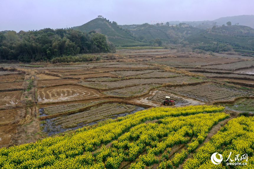 靖安縣仁首鎮的水田裡，農機穿梭翻耕土地，為栽種早稻做准備。人民網記者 時雨攝