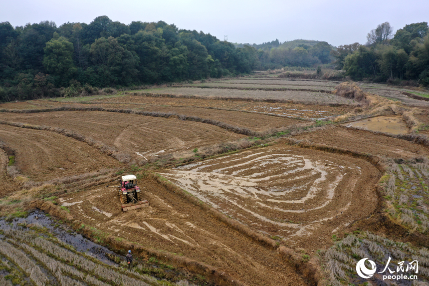 靖安縣仁首鎮的水田裡，農機穿梭翻耕土地，為栽種早稻做准備。人民網記者 時雨攝