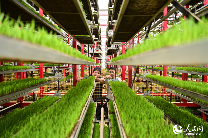 贛州市南康區橫市鎮農事綜合服務中心智慧育秧工廠，青年“新農人”在調試立體循環式育秧設備。人民網記者 朱海鵬攝