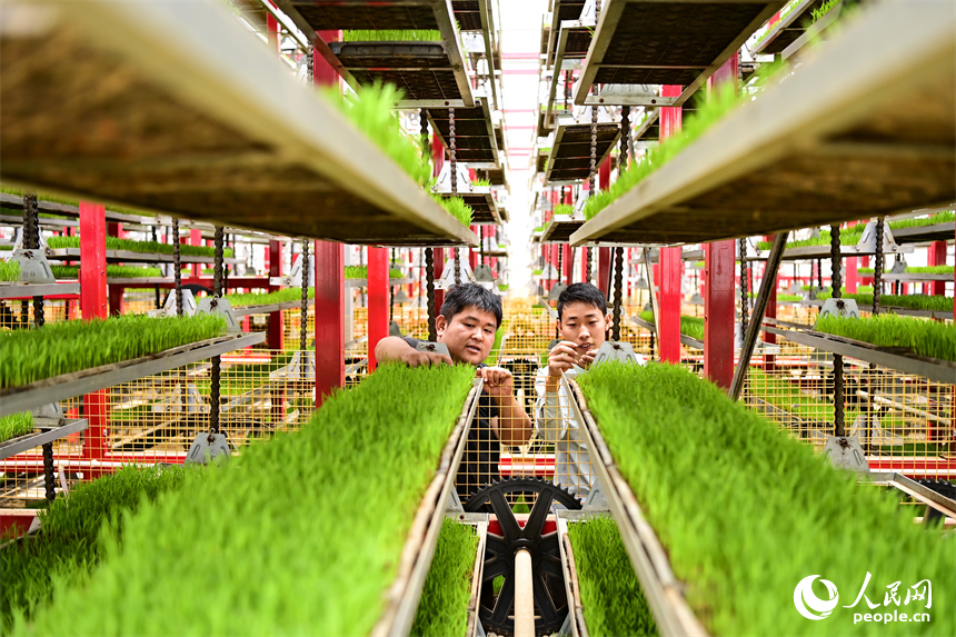 贛州市南康區橫市鎮農事綜合服務中心智慧育秧工廠，青年“新農人”在調試立體循環式育秧設備。人民網記者 朱海鵬攝