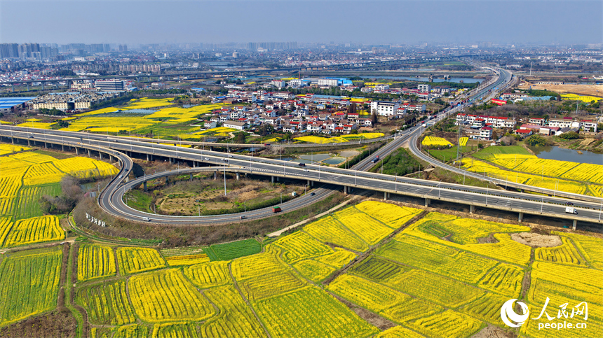 驰骋的车辆与公路沿线盛开的油菜花相映成景，构成一幅公路畅、春景美的独特画卷。人民网记者 朱海鹏摄