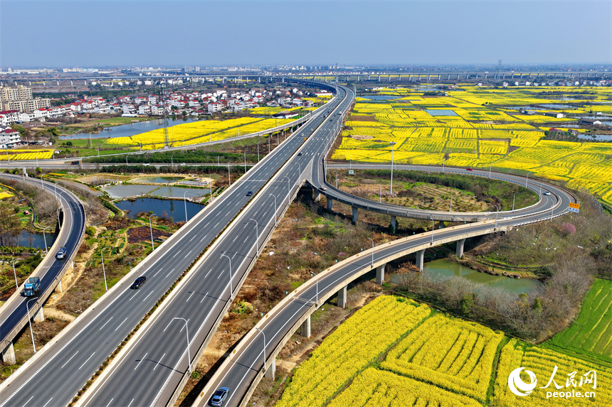 驰骋的车辆与公路沿线盛开的油菜花相映成景，构成一幅公路畅、春景美的独特画卷。人民网记者 朱海鹏摄