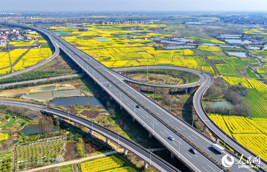 驰骋的车辆与公路沿线盛开的油菜花相映成景，构成一幅公路畅、春景美的独特画卷。人民网记者 朱海鹏摄