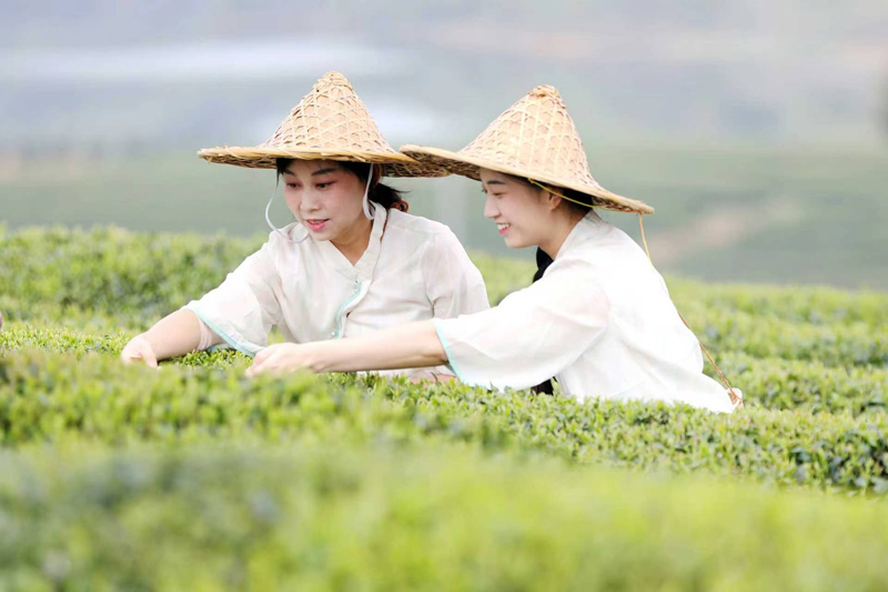 采茶人趁着晴好天气采摘新茶、赶制新茶，供应市场。陈旗海摄