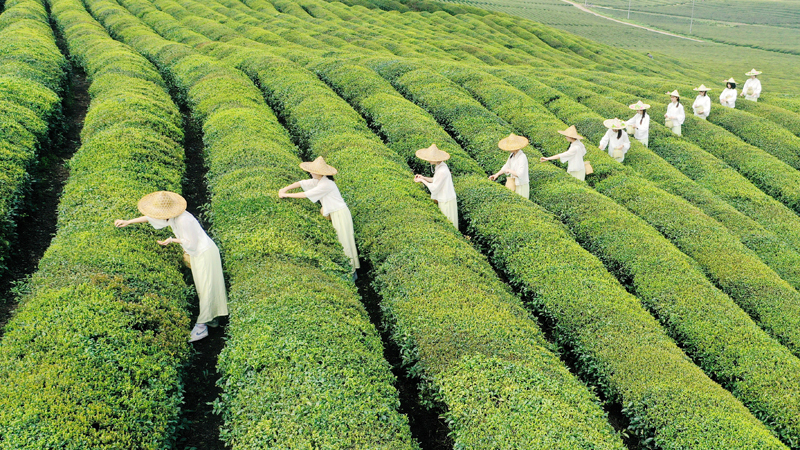 採茶人趁著晴好天氣採摘新茶、趕制新茶，供應市場。陳旗海攝