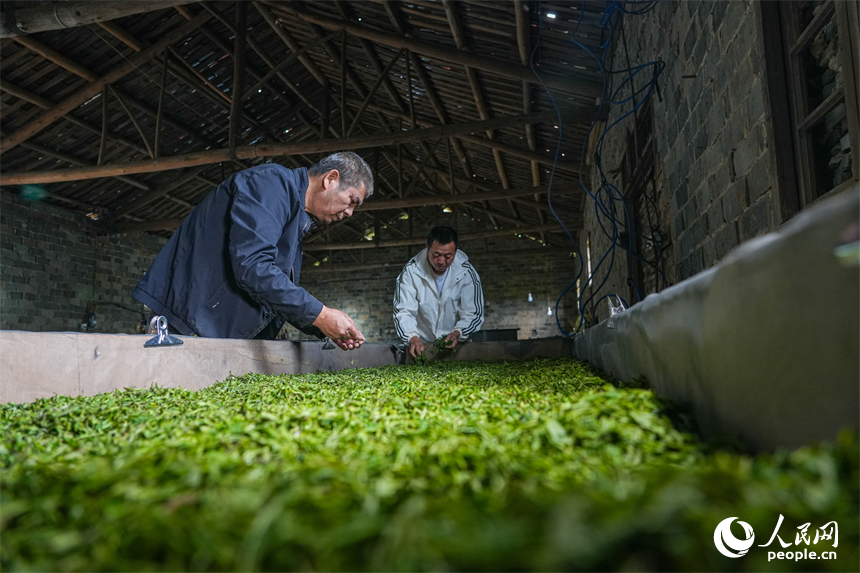 经过多道工序加工，鲜叶变成成品茶叶。 人民网 涂诗轩摄