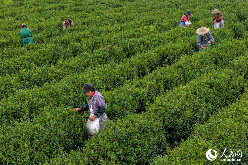连片茶园里，采茶工忙着抢采春茶新梢。章文锋摄