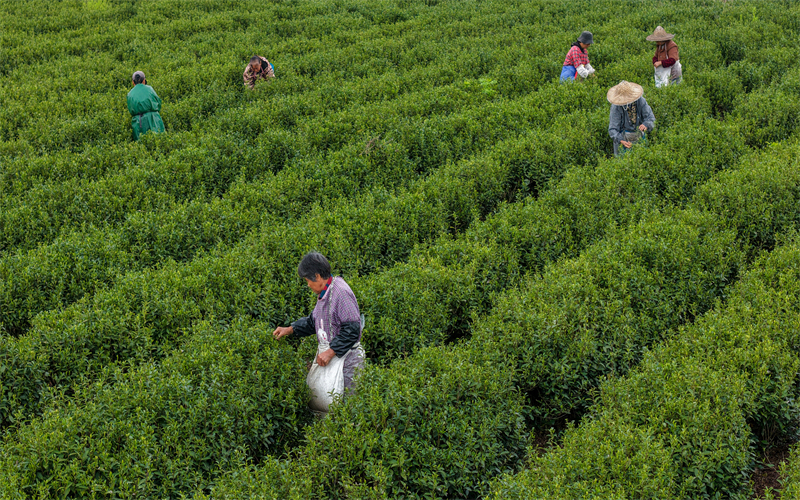 江西臨川：清明採新茶 茶香助振興