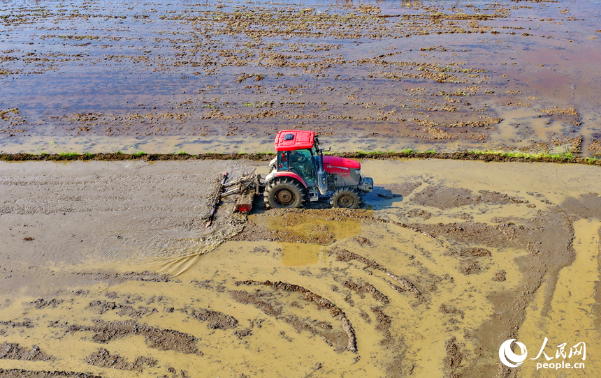 村民驾驶大型拖拉机在犁田打浆。人民网记者 朱海鹏摄