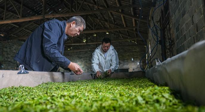 江西临川：清明采新茶 茶香助振兴
