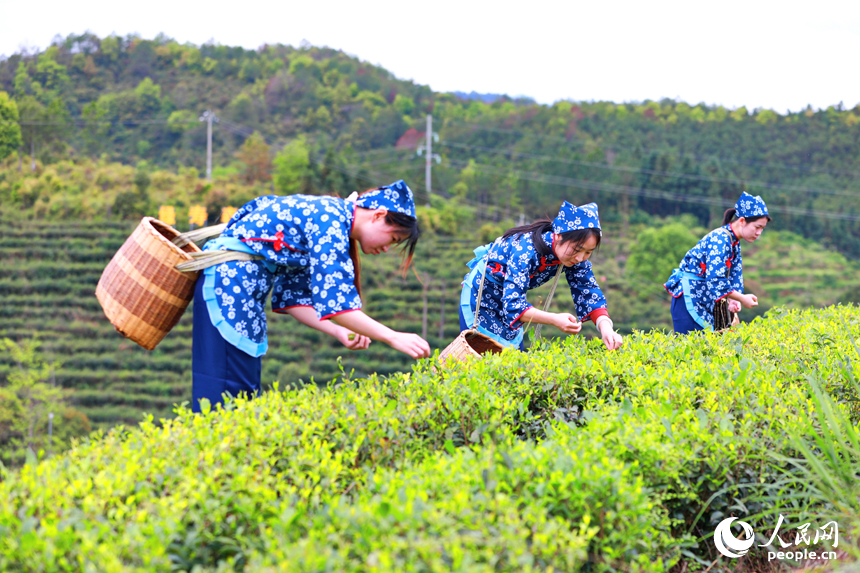 漫山遍野的茶樹郁郁蔥蔥，游客在體驗春茶採摘。人民網記者 朱海鵬攝