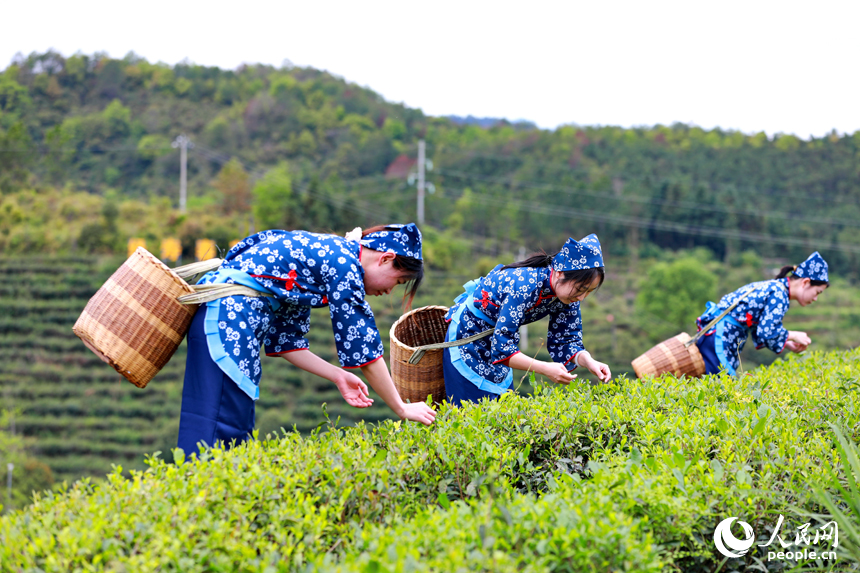 漫山遍野的茶树郁郁葱葱，游客在体验春茶采摘。人民网记者 朱海鹏摄