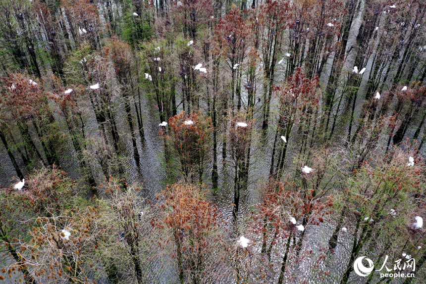南昌县塔城乡湖陂村的水杉林中，白鹭筑巢育雏。人民网记者 时雨摄