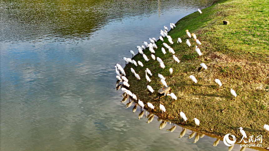 湿地公园内，白鹭时而起舞，时而捕食，时而嬉戏，成为春日乡村一道亮丽的风景线。人民网记者 朱海鹏摄