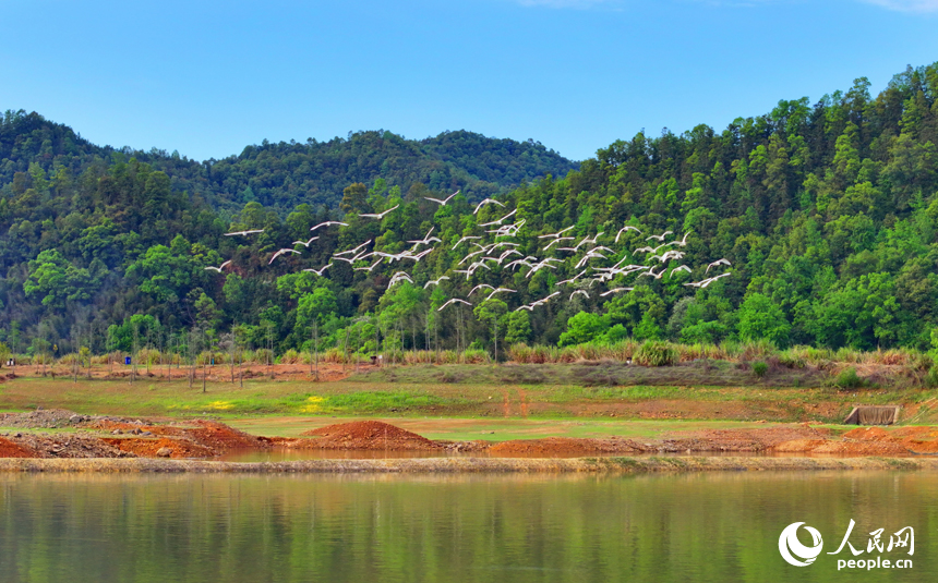 湿地公园内，白鹭时而起舞，时而捕食，时而嬉戏，成为春日乡村一道亮丽的风景线。人民网记者 朱海鹏摄