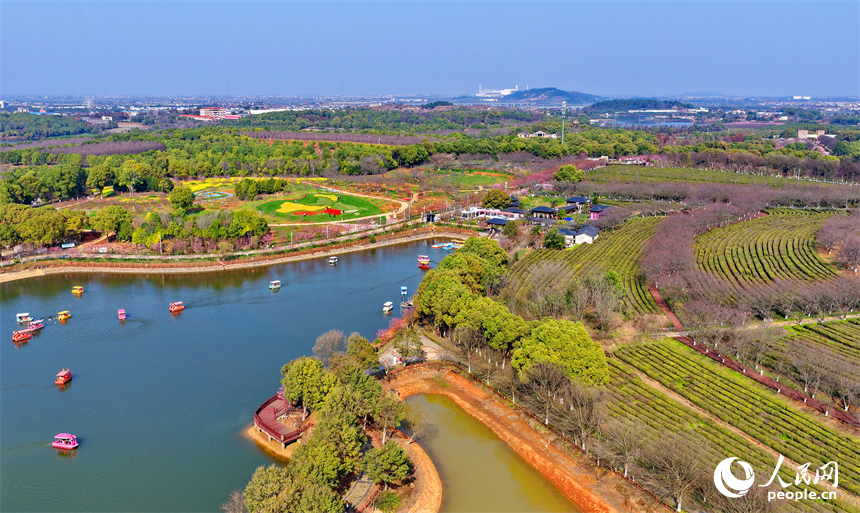 凤凰沟景区樱花绽放，茶园披绿，处处春景宜人。人民网记者 朱海鹏摄