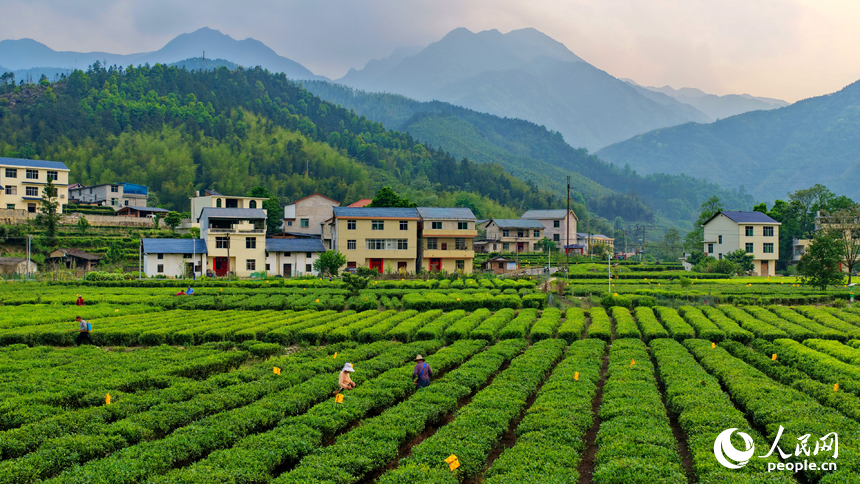 村民穿梭在茶垄间忙着采摘春茶，一派绿意盎然的景象。人民网记者 朱海鹏摄