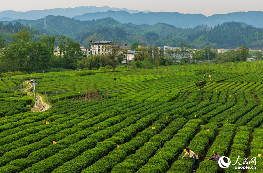村民穿梭在茶垄间忙着采摘春茶，一派绿意盎然的景象。人民网记者 朱海鹏摄