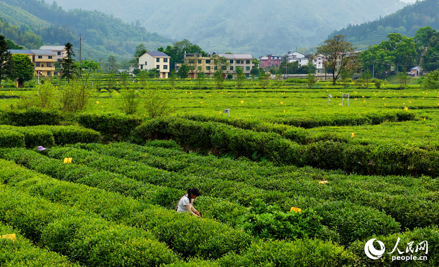 村民穿梭在茶垄间忙着采摘春茶，一派绿意盎然的景象。人民网记者 朱海鹏摄