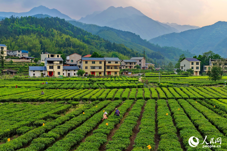 村民穿梭在茶垄间忙着采摘春茶，一派绿意盎然的景象。人民网记者 朱海鹏摄