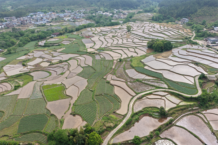 瑞金市日東鄉贛源村，梯田如漣漪般層疊鋪展，與掩映於青山綠水間的村落相映成趣。劉黎明攝