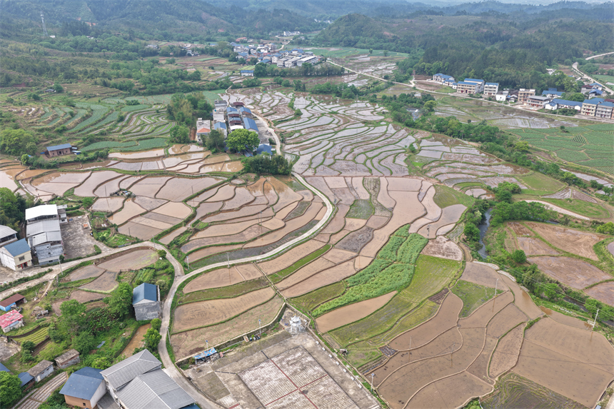 瑞金市日東鄉贛源村，梯田如漣漪般層疊鋪展，與掩映於青山綠水間的村落相映成趣。劉黎明攝