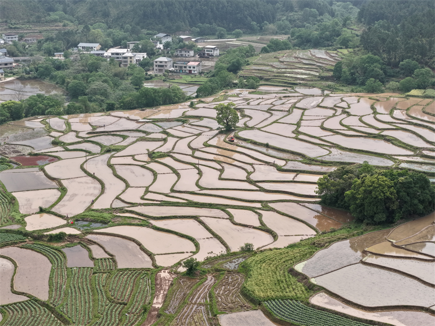 瑞金市日東鄉贛源村，梯田如漣漪般層疊鋪展，與掩映於青山綠水間的村落相映成趣。劉黎明攝