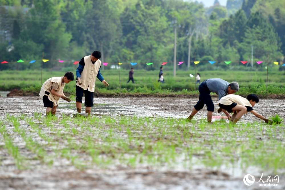 孩子们在大人的指导下将秧苗插入水田。人民网记者 时雨摄