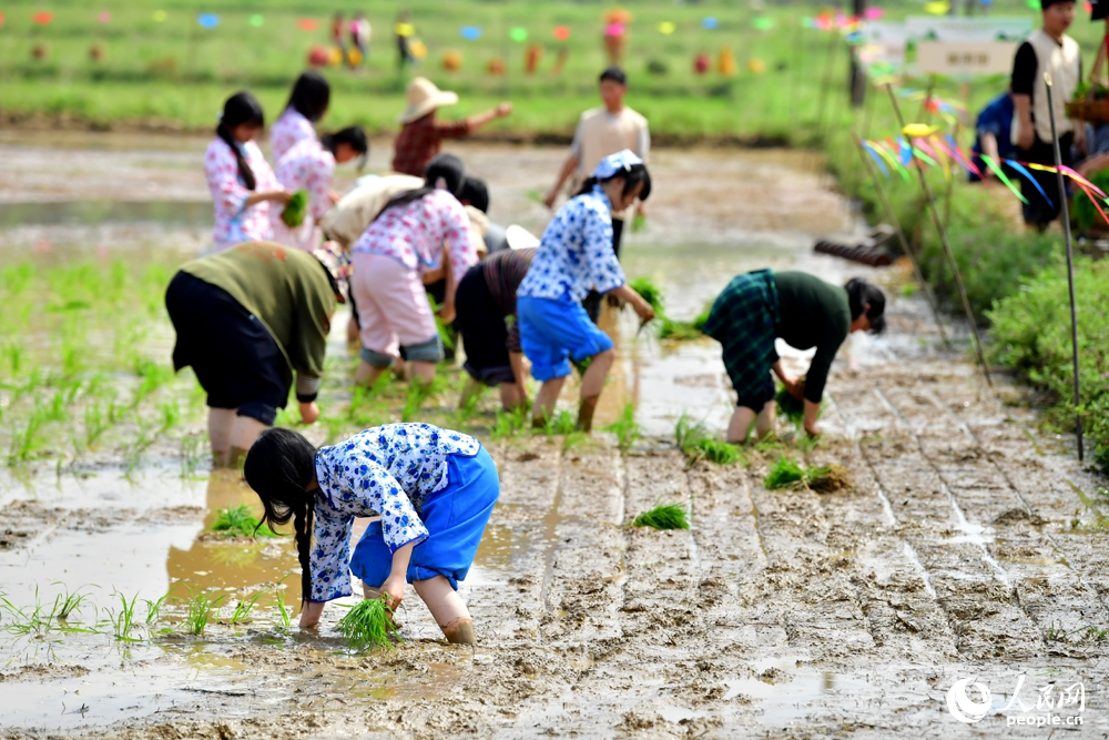 游客们在水田里体验传统插秧。人民网记者 时雨摄