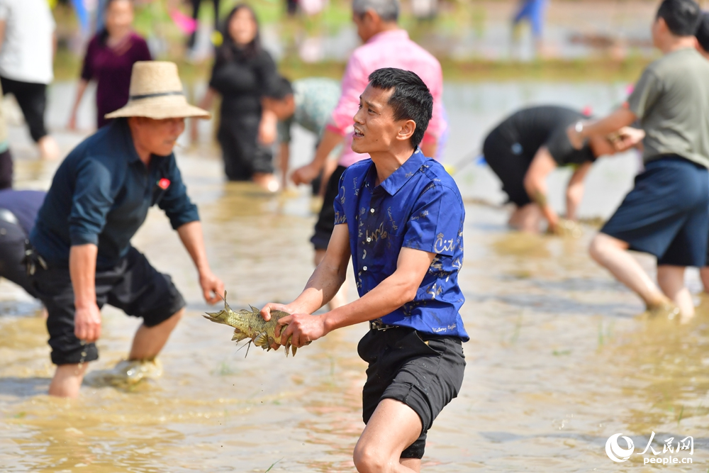 趣味横生的稻田摸鱼让田间地头充满欢声笑语。人民网记者 时雨摄