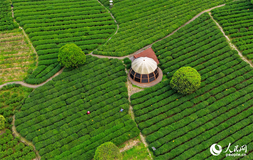 吉安市遂川县汤湖镇的一处狗牯脑绿茶种植基地中，茶农忙着采摘春茶供应市场。人民网记者 朱海鹏摄