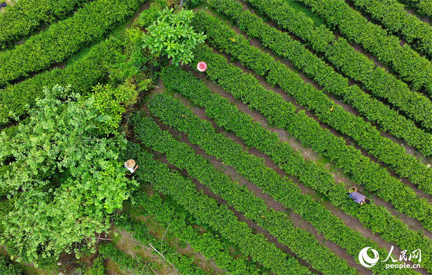 吉安市遂川县汤湖镇的一处狗牯脑绿茶种植基地中，茶农忙着采摘春茶供应市场。人民网记者 朱海鹏摄