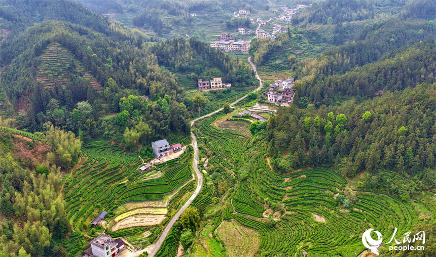 吉安市遂川县汤湖镇的一处狗牯脑绿茶种植基地，茶垄蜿蜒、绿意盎然。人民网记者 朱海鹏摄