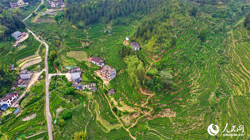 吉安市遂川县汤湖镇的一处狗牯脑绿茶种植基地，茶垄蜿蜒、绿意盎然。人民网记者 朱海鹏摄