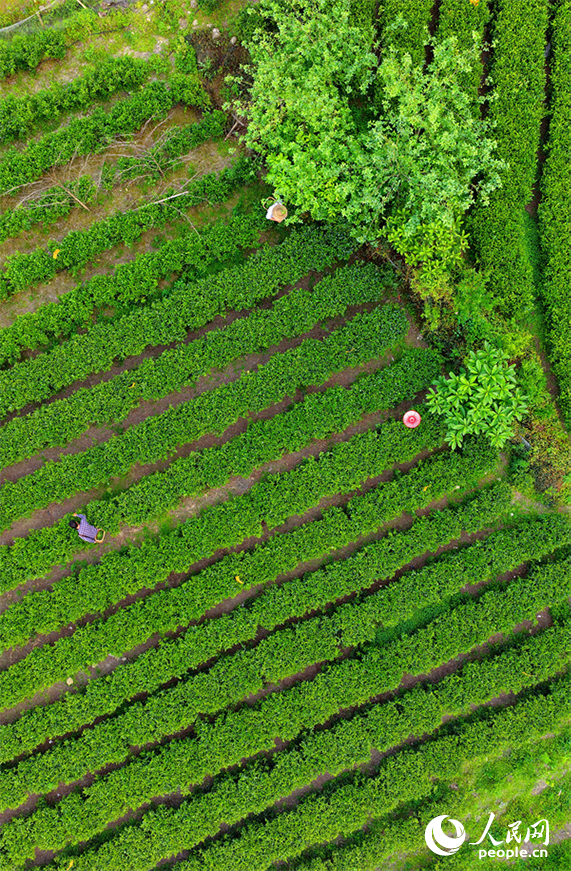 吉安市遂川县汤湖镇的一处狗牯脑绿茶种植基地中，茶农忙着采摘春茶供应市场。人民网记者 朱海鹏摄
