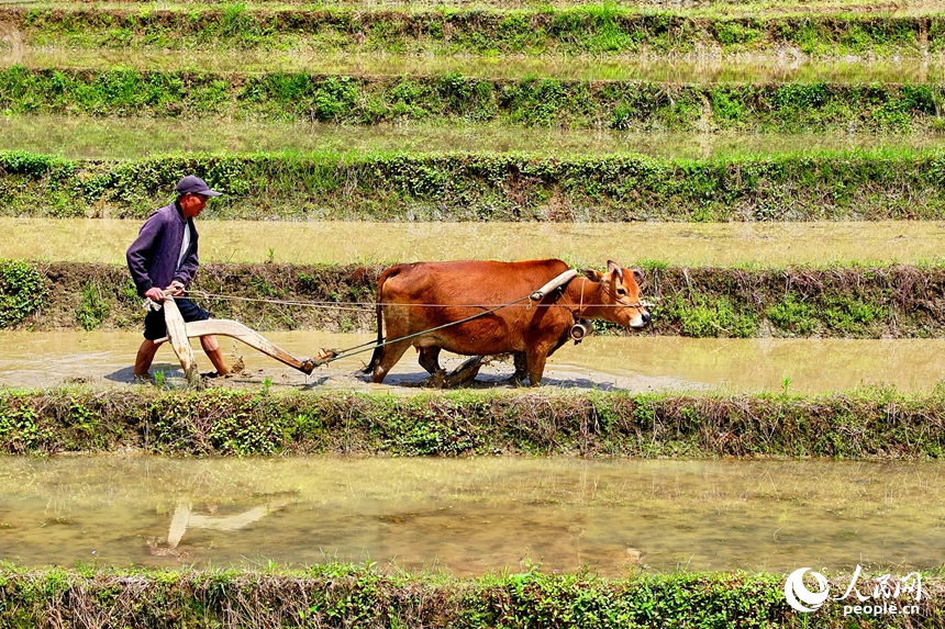 上堡梯田开渠活动现场。人民网记者 朱海鹏摄