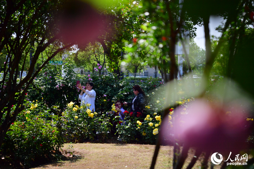 人们在月季园的花廊下赏花拍照。人民网记者 时雨摄