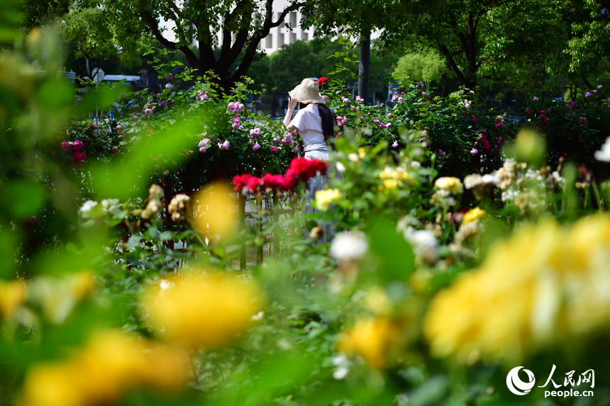 人们在月季园里赏花拍照，感受城市的生态之美。人民网记者 时雨摄