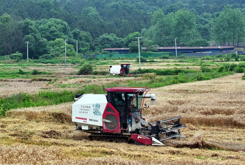 收割機在田間穿梭作業收割小麥。朱韻黎 攝