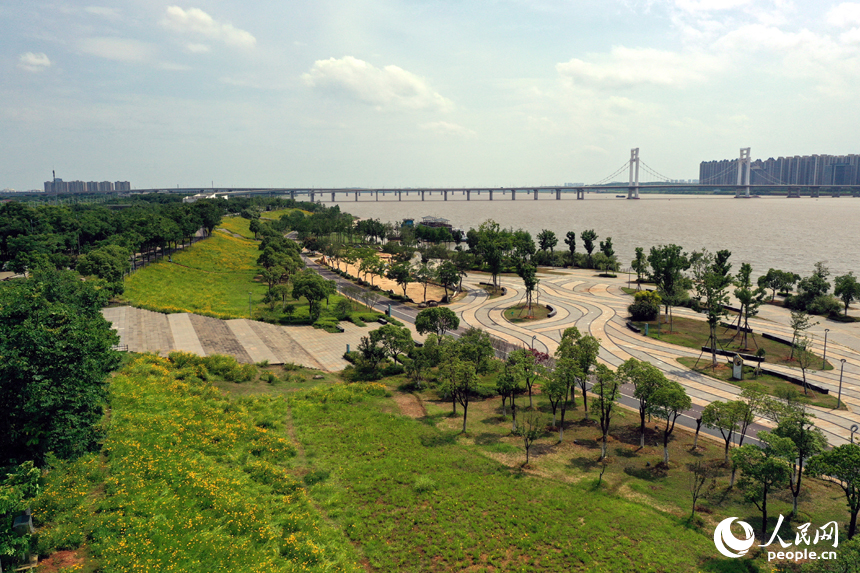 南昌縣昌南外灘公園連片的金雞菊盛開，在贛江沿岸形成一片金色花海。人民網記者 時雨攝