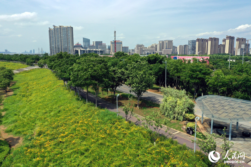 南昌縣昌南外灘公園連片的金雞菊盛開，在贛江沿岸形成一片金色花海。人民網記者 時雨攝