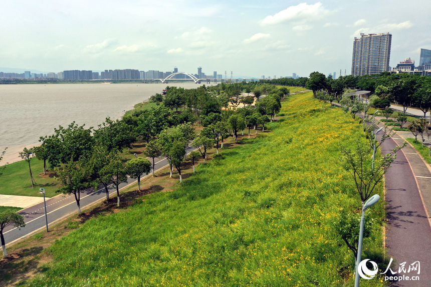 南昌縣昌南外灘公園連片的金雞菊盛開，在贛江沿岸形成一片金色花海。人民網記者 時雨攝