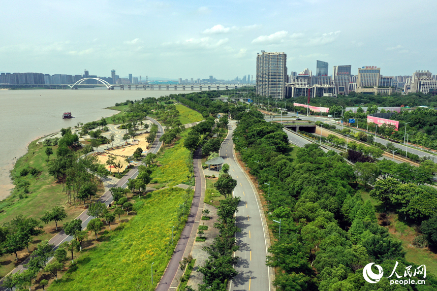 南昌縣昌南外灘公園連片的金雞菊盛開，在贛江沿岸形成一片金色花海。人民網記者 時雨攝