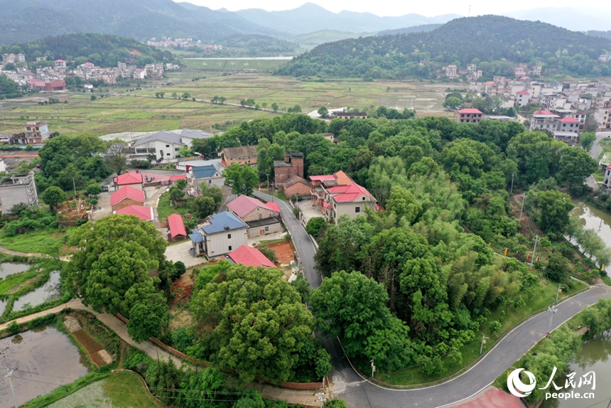 蓮花縣三板橋鄉棠市村鄒家屋，綠樹環繞，田園如畫。人民網記者 時雨攝