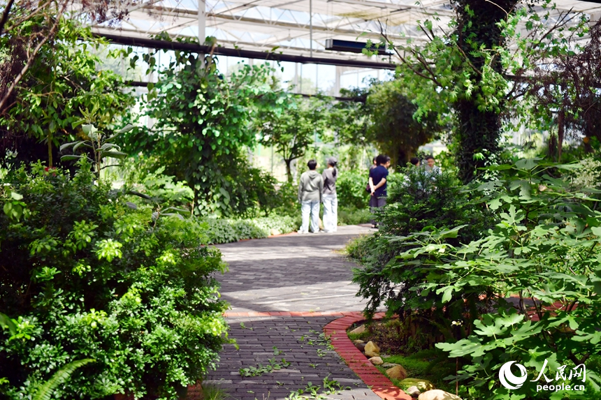 大棚内各类珍贵植物、蔬菜、中草药等农作物长势良好。人民网记者 时雨摄