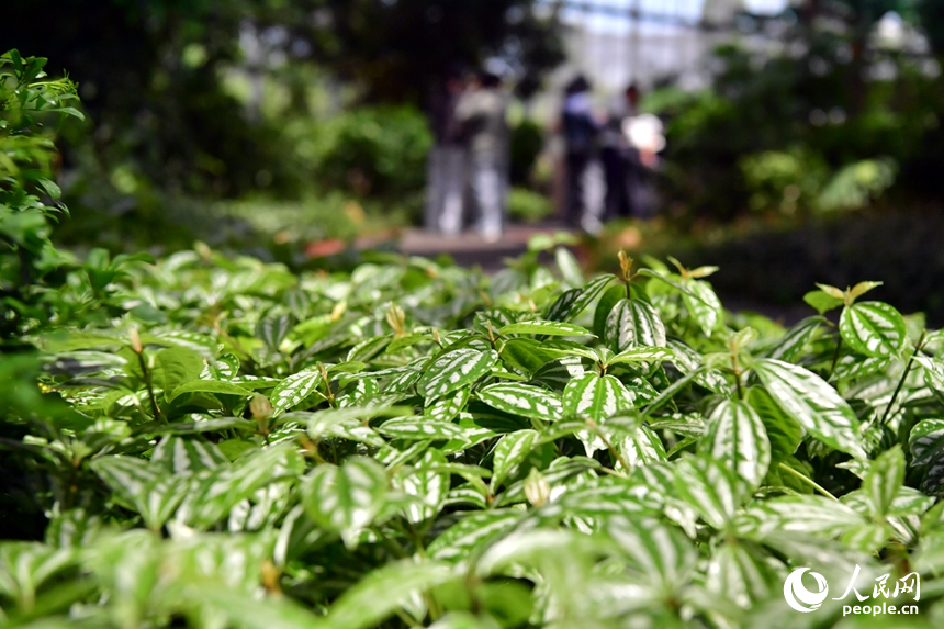 大棚内各类珍贵植物、蔬菜、中草药等农作物长势良好。人民网记者 时雨摄