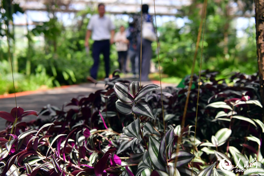 大棚内各类珍贵植物、蔬菜、中草药等农作物长势良好。人民网记者 时雨摄