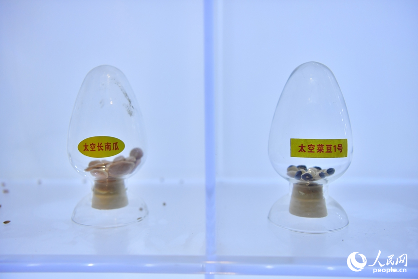 示范基地内展示的各类航天育种的种子示范基地内展示的各类航天育种的种子。人民网记者 时雨摄。人民网记者 时雨摄