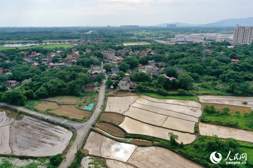 红谷滩区龙兴街道文青村连片的秧田水光潋滟，为中稻插秧做足准备。人民网记者 时雨摄